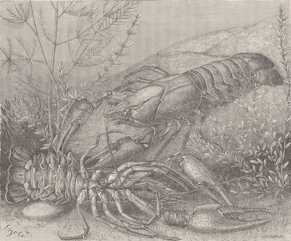 CRUSTACEANS. Common crayfish 1896 old antique vintage print picture